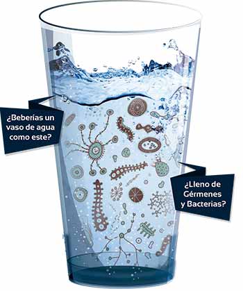 Vaso Bacteria